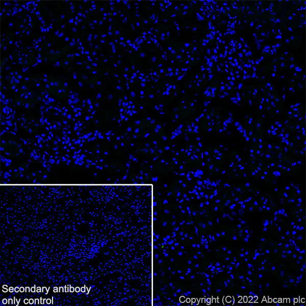 Immunohistochemistry (Frozen sections) - Anti-NPTX2 antibody [EPR27176-81] (AB305257)