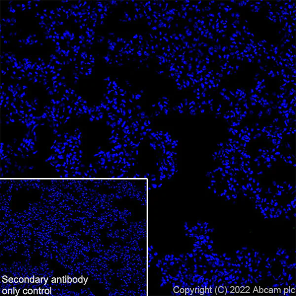 Immunohistochemistry (Frozen sections) - Anti-NPTX2 antibody [EPR27176-81] (AB305257)