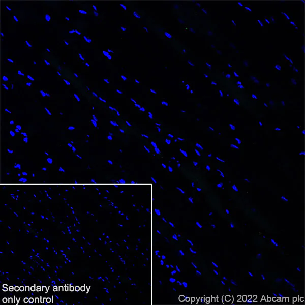 Immunohistochemistry (Frozen sections) - Anti-NPTXR antibody [EPR25684-3] (AB289860)