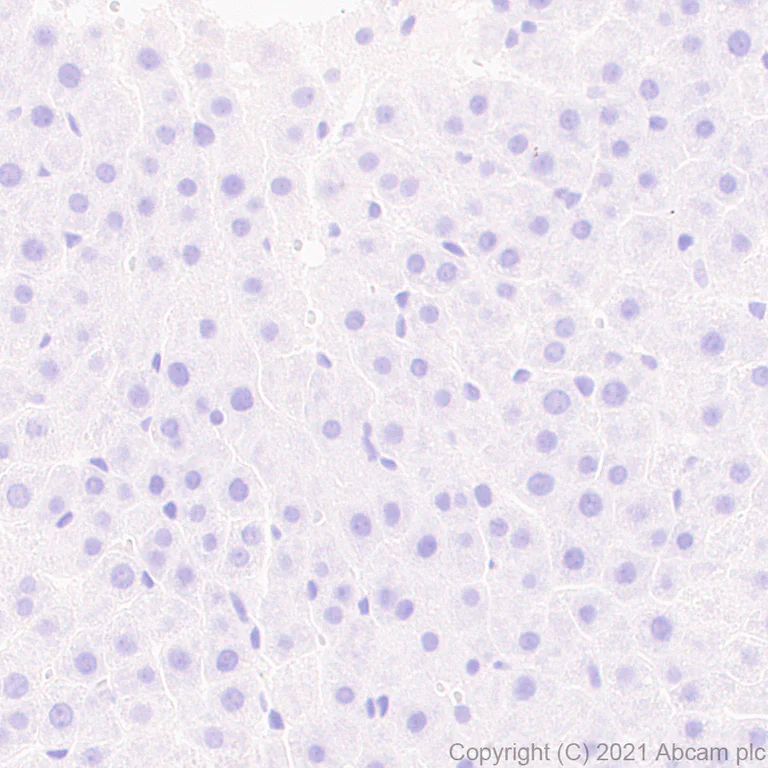 Immunohistochemistry (Formalin/PFA-fixed paraffin-embedded sections) - Anti-NPTXR antibody [EPR25684-3] - BSA and Azide free (AB289869)