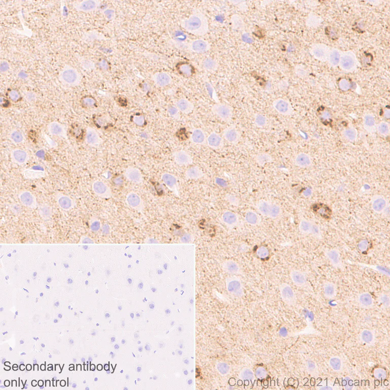 Immunohistochemistry (Formalin/PFA-fixed paraffin-embedded sections) - Anti-NPTXR antibody [EPR25684-3] - BSA and Azide free (AB289869)