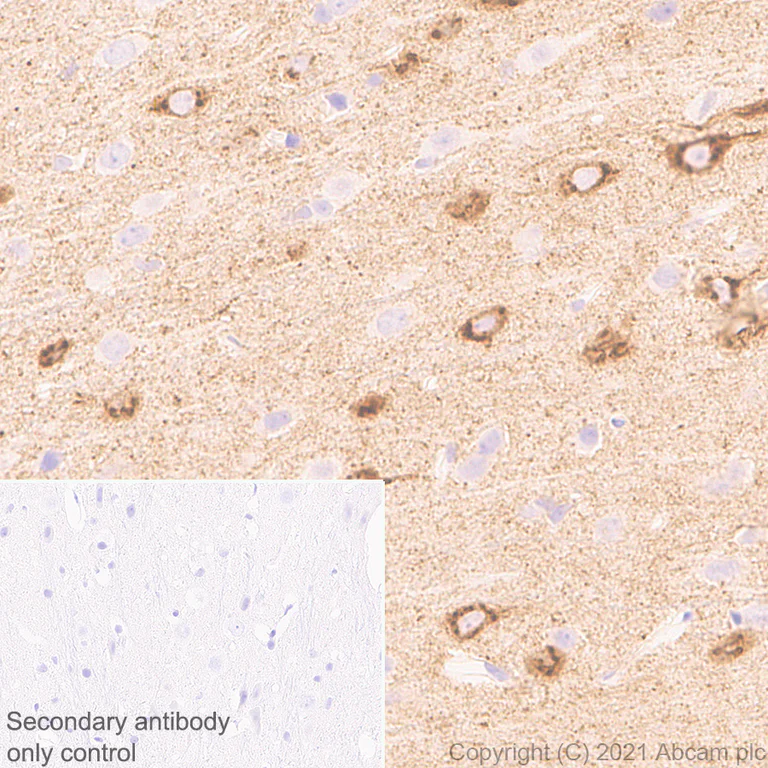 Immunohistochemistry (Formalin/PFA-fixed paraffin-embedded sections) - Anti-NPTXR antibody [EPR25684-3] - BSA and Azide free (AB289869)
