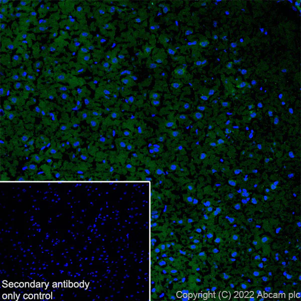 Immunohistochemistry (Frozen sections) - Anti-NPTXR antibody [EPR25684-3] - BSA and Azide free (AB289869)