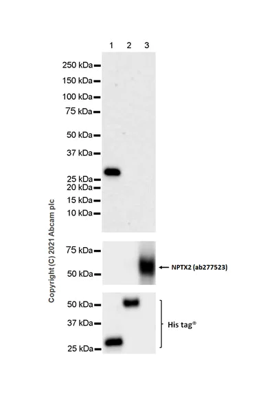 Western blot - Anti-NPTXR antibody [EPR25684-3] - BSA and Azide free (AB289869)