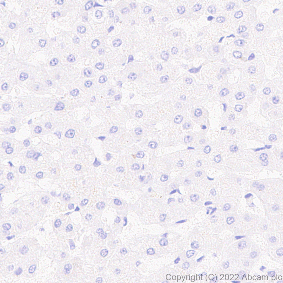 Immunohistochemistry (Formalin/PFA-fixed paraffin-embedded sections) - Anti-NPTXR + NPTX2 + NPTX1 antibody [EPR25684-9] (AB289861)