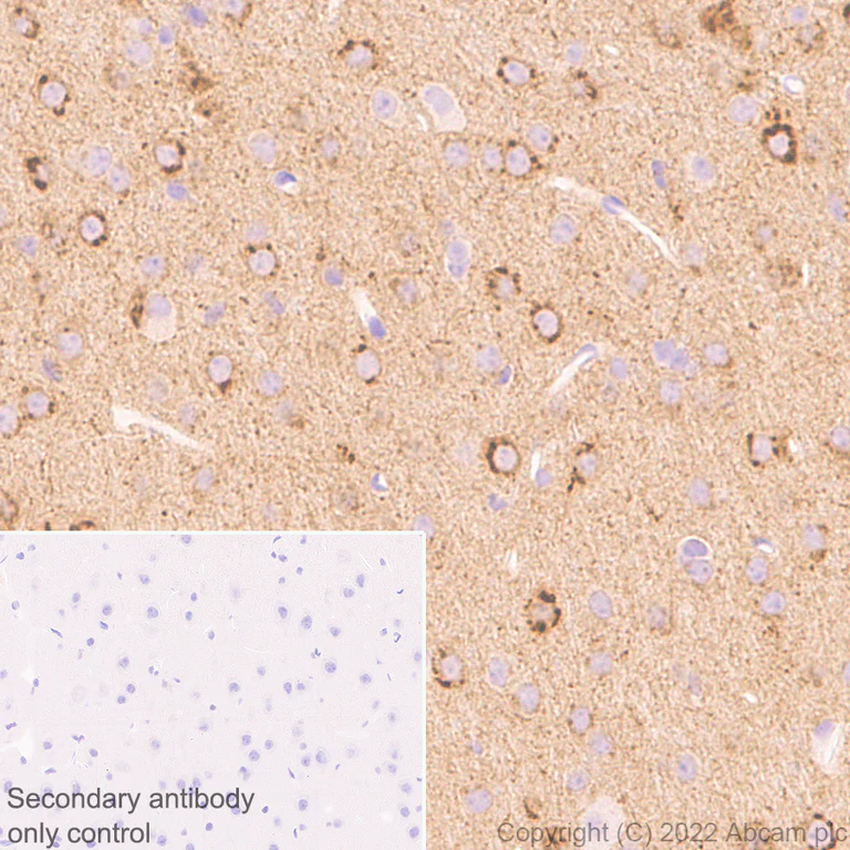 Immunohistochemistry (Formalin/PFA-fixed paraffin-embedded sections) - Anti-NPTXR + NPTX2 + NPTX1 antibody [EPR25684-9] (AB289861)