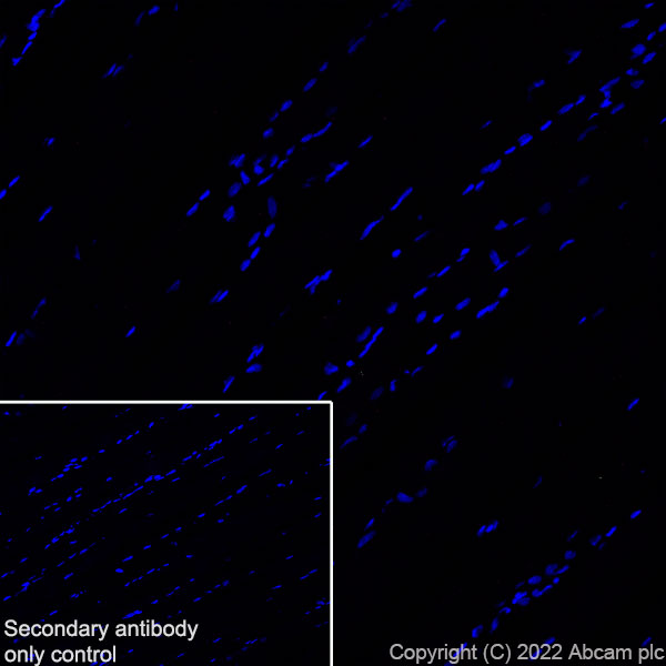 Immunohistochemistry (Frozen sections) - Anti-NPTXR + NPTX2 + NPTX1 antibody [EPR25684-9] (AB289861)