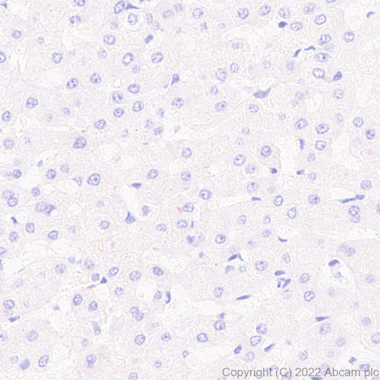 Immunohistochemistry (Formalin/PFA-fixed paraffin-embedded sections) - Anti-NPTXR + NPTX2 + NPTX1 antibody [EPR25684-9] - BSA and Azide free (AB289870)