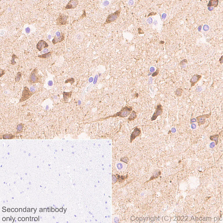 Immunohistochemistry (Formalin/PFA-fixed paraffin-embedded sections) - Anti-NPTXR + NPTX2 + NPTX1 antibody [EPR25684-9] - BSA and Azide free (AB289870)
