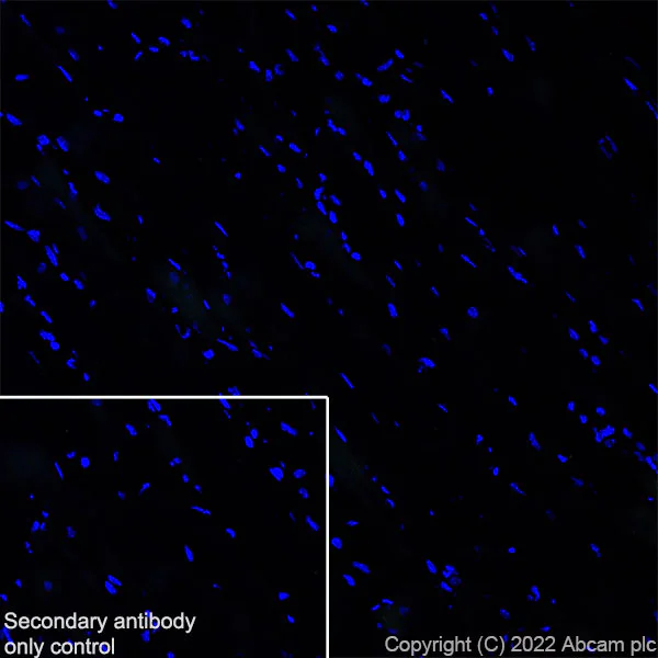 Immunohistochemistry (Frozen sections) - Anti-NPTXR + NPTX2 + NPTX1 antibody [EPR25684-9] - BSA and Azide free (AB289870)