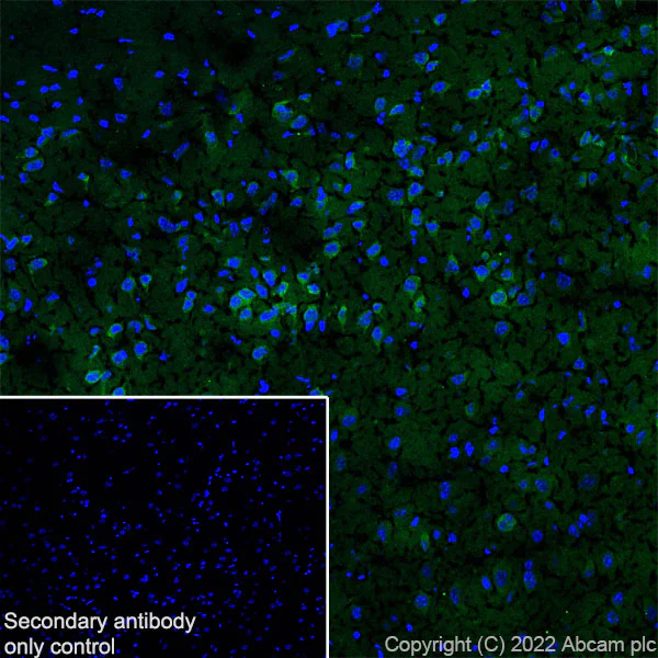 Immunohistochemistry (Frozen sections) - Anti-NPTXR + NPTX2 + NPTX1 antibody [EPR25684-9] - BSA and Azide free (AB289870)