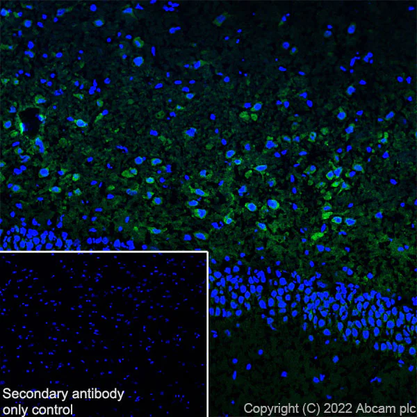 Immunohistochemistry (Frozen sections) - Anti-NPTXR + NPTX2 + NPTX1 antibody [EPR25684-9] - BSA and Azide free (AB289870)