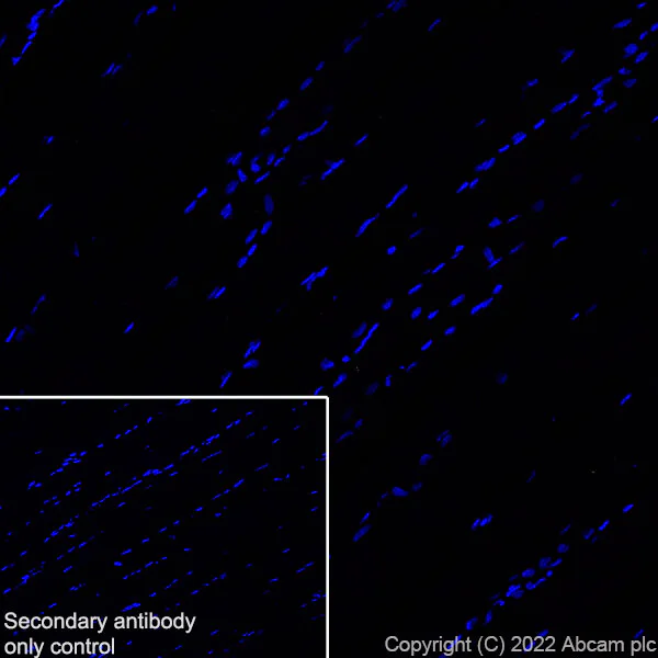 Immunohistochemistry (Frozen sections) - Anti-NPTXR + NPTX2 + NPTX1 antibody [EPR25684-9] - BSA and Azide free (AB289870)