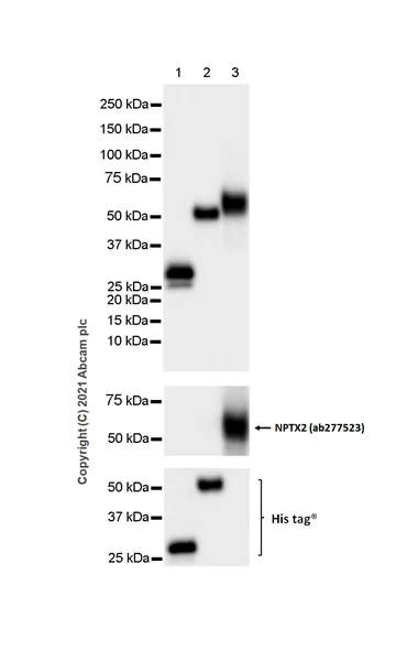 Western blot - Anti-NPTXR + NPTX2 + NPTX1 antibody [EPR25684-9] - BSA and Azide free (AB289870)