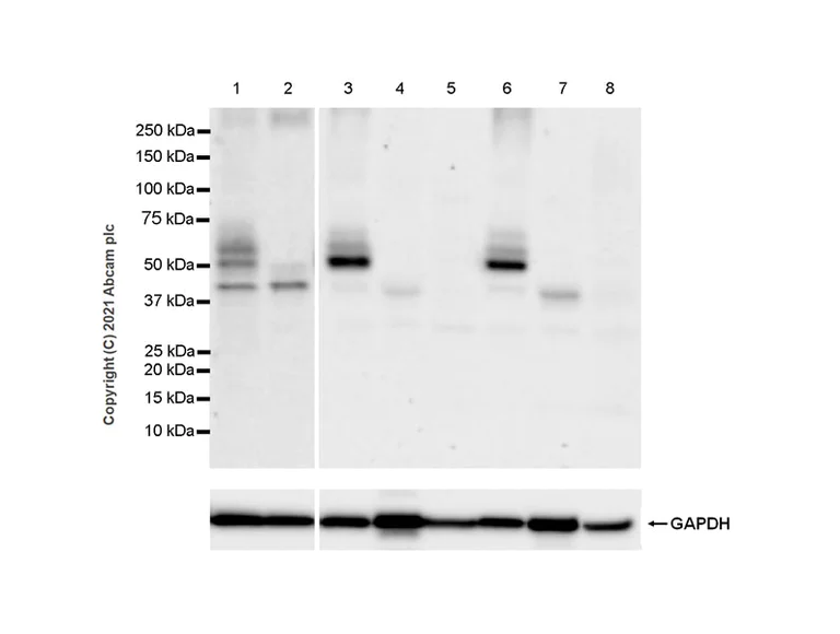 Western blot - Anti-NPTXR + NPTX2 + NPTX1 antibody [EPR25684-9] - BSA and Azide free (AB289870)