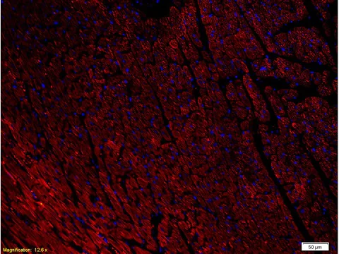 Immunohistochemistry (Formalin/PFA-fixed paraffin-embedded sections) - Anti-NPY1R antibody (AB216966)