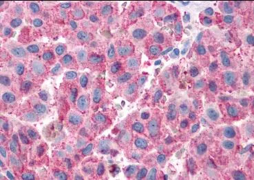 Immunohistochemistry (Formalin/PFA-fixed paraffin-embedded sections) - Anti-NPY1R antibody - Cytoplasmic domain (AB219266)