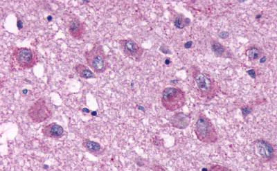 Immunohistochemistry (Formalin/PFA-fixed paraffin-embedded sections) - Anti-NPY4R antibody - Extracellular domain (AB188915)