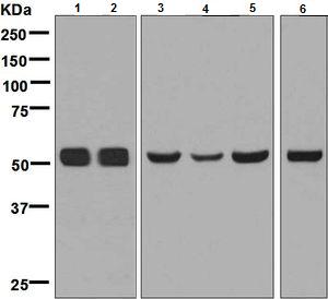 Western blot - Anti-NPY5R antibody [EPR8382] (AB133757)