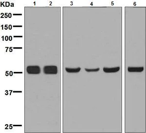 Western blot - Anti-NPY5R antibody [EPR8382] (AB133757)