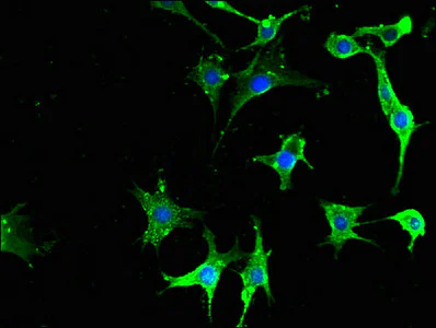 Immunocytochemistry/ Immunofluorescence - Anti-NPY6R antibody (AB223515)