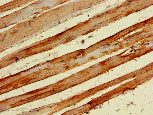 Immunohistochemistry (Formalin/PFA-fixed paraffin-embedded sections) - Anti-NPY6R antibody (AB223515)