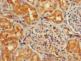 Immunohistochemistry (Formalin/PFA-fixed paraffin-embedded sections) - Anti-NPY6R antibody (AB223515)