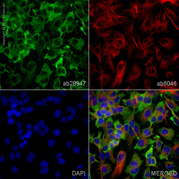Immunocytochemistry/ Immunofluorescence - Anti-NQO1 antibody [A180] (AB28947), expandable thumbnail