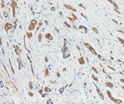 Immunohistochemistry (Formalin/PFA-fixed paraffin-embedded sections) - Anti-NQO1 antibody [A180] (AB28947)