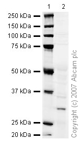 Western blot - Anti-NQO1 antibody [A180] (AB28947), expandable thumbnail