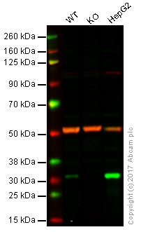 Western blot - Anti-NQO1 antibody [A180] (AB28947), expandable thumbnail