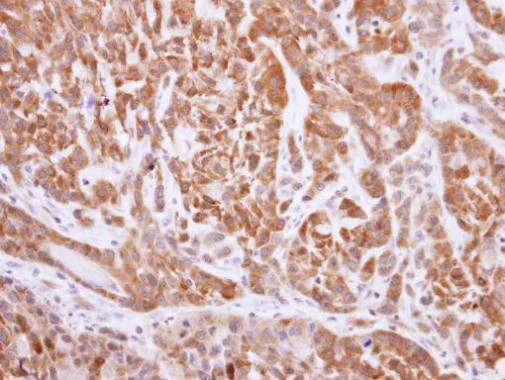 Immunohistochemistry (Formalin/PFA-fixed paraffin-embedded sections) - Anti-NQO1 antibody (AB227520)