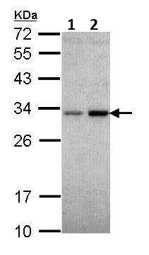 Western blot - Anti-NQO1 antibody (AB227520)