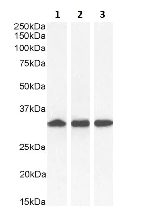 Western blot - Anti-NQO1 antibody (AB2346)