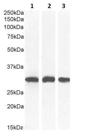 Western blot - Anti-NQO1 antibody (AB2346)