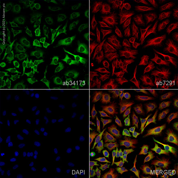 Immunocytochemistry - Anti-NQO1 antibody (AB34173)