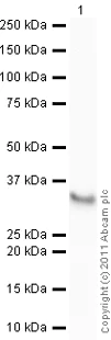 Western blot - Anti-NQO1 antibody (AB34173)