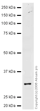 Western blot - Anti-NQO1 antibody (AB34173)