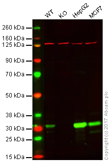 Western blot - Anti-NQO1 antibody (AB34173)