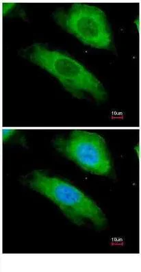 Immunocytochemistry/ Immunofluorescence - Anti-NQO1 antibody (AB97385)