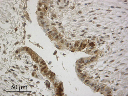 Immunohistochemistry (Formalin/PFA-fixed paraffin-embedded sections) - Anti-NQO1 antibody (AB97385)