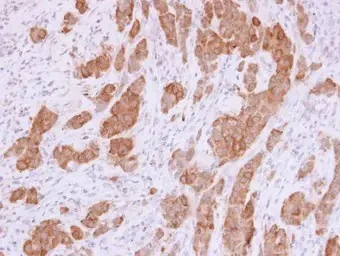 Immunohistochemistry (Formalin/PFA-fixed paraffin-embedded sections) - Anti-NQO1 antibody (AB97385)