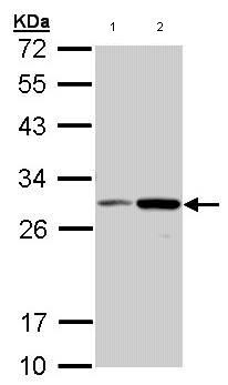 Western blot - Anti-NQO1 antibody (AB97385), expandable thumbnail