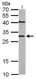 Western blot - Anti-NQO1 antibody (AB97385)