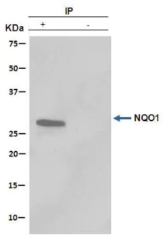 Immunoprecipitation - Anti-NQO1 antibody [EPR3309] (AB80588)