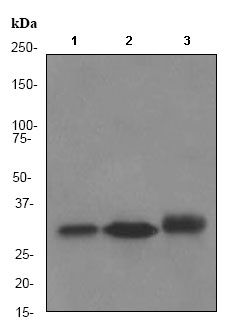 Western blot - Anti-NQO1 antibody [EPR3309] (ab80588), expandable thumbnail