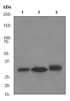 Western blot - Anti-NQO1 antibody [EPR3309] (AB80588)