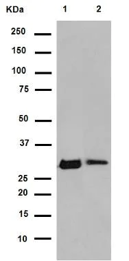 Western blot - Anti-NQO1 antibody [EPR3309] (AB80588)