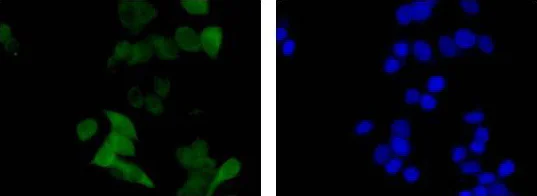 Immunocytochemistry/ Immunofluorescence - Anti-NQO1 antibody [EPR3309] - BSA and Azide free (AB239896)