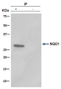 Immunoprecipitation - Anti-NQO1 antibody [EPR3309] - BSA and Azide free (AB239896), expandable thumbnail
